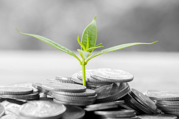 plant growing out of a pile of coins