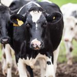 a photo of a fresian cow going to a shed where there is contract milking