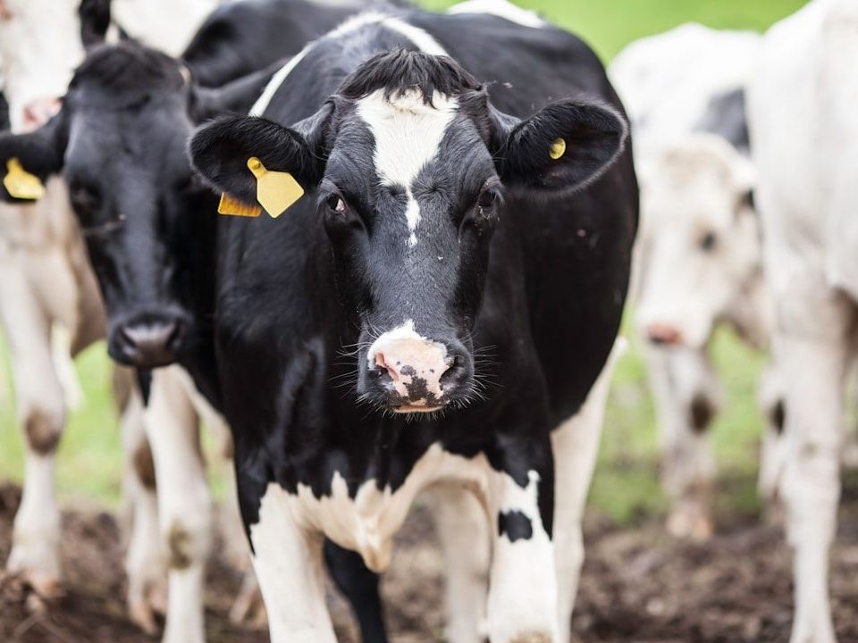a photo of a fresian cow going to a shed where there is contract milking